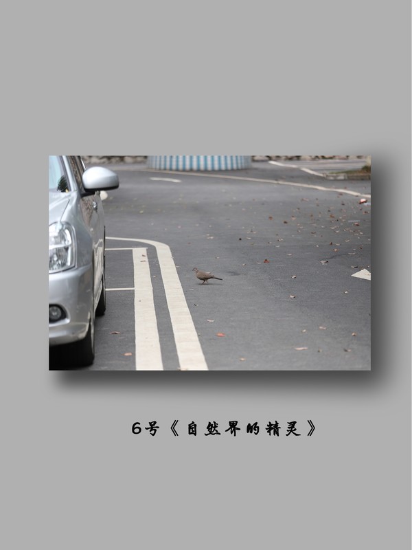 6号《自然界的精灵》.jpg