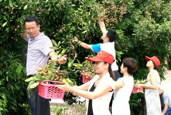 龙田龙眼 (2).jpg